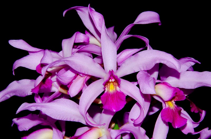 The Wayward Hawaiian: San Diego County Orchid Society Show Awards