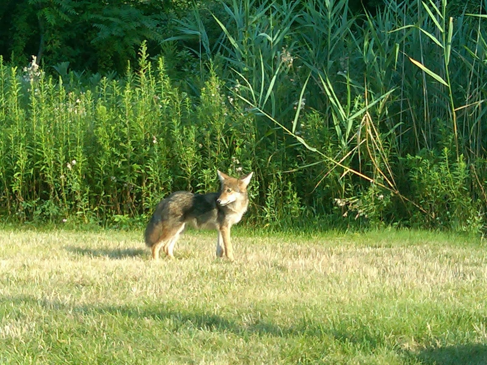 Coyote Pups Wallpapers Coyote Pups Wallpapers