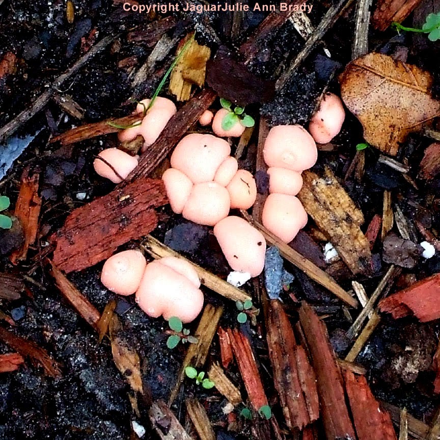 Julie Ann Brady Blog On Pink Slime Mold in Sunflower Garden