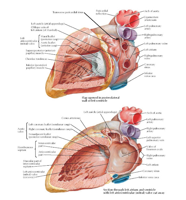 Left Atrium and Ventricle Anatomy