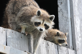 pests raccoons bats insects insulation removal damage attic barrie