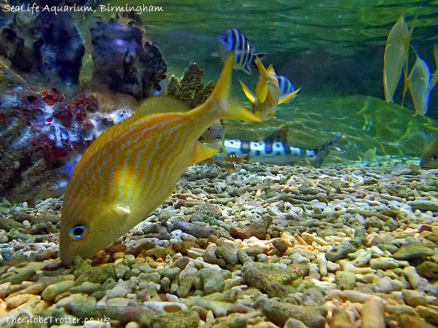 National SEA LIFE Centre in Birmingham The Globe Trotter