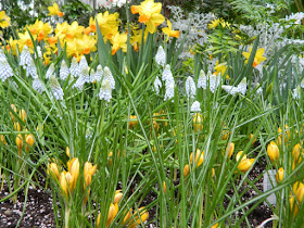 Allan Gardens Conservatory Spring Flower Show 2013 pale blue muscari yellow daffodils by garden muses: a Toronto gardening blog