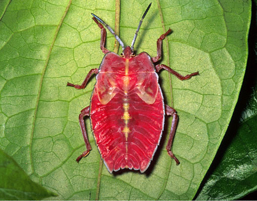 October 2012 - Insects Morphology