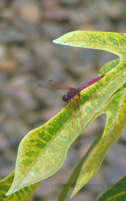 dragonfly, insects of India, kerala insects