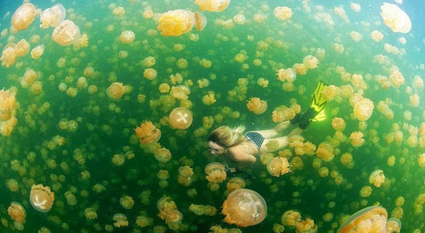 Berenang Bersama Ubur-ubur Danau Kakaban Menikmati Liburan Akhir Tahun di Pulau Derawan