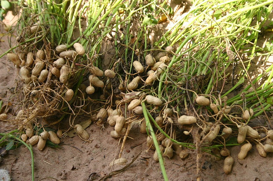 Do You Know What Your Favorite Foods Look Like While Growing - Beloved peanuts (which are also called earthnuts, groundnuts, goober peas, monkey nuts, pygmy nuts, and pig nuts) grow off vines near the ground.