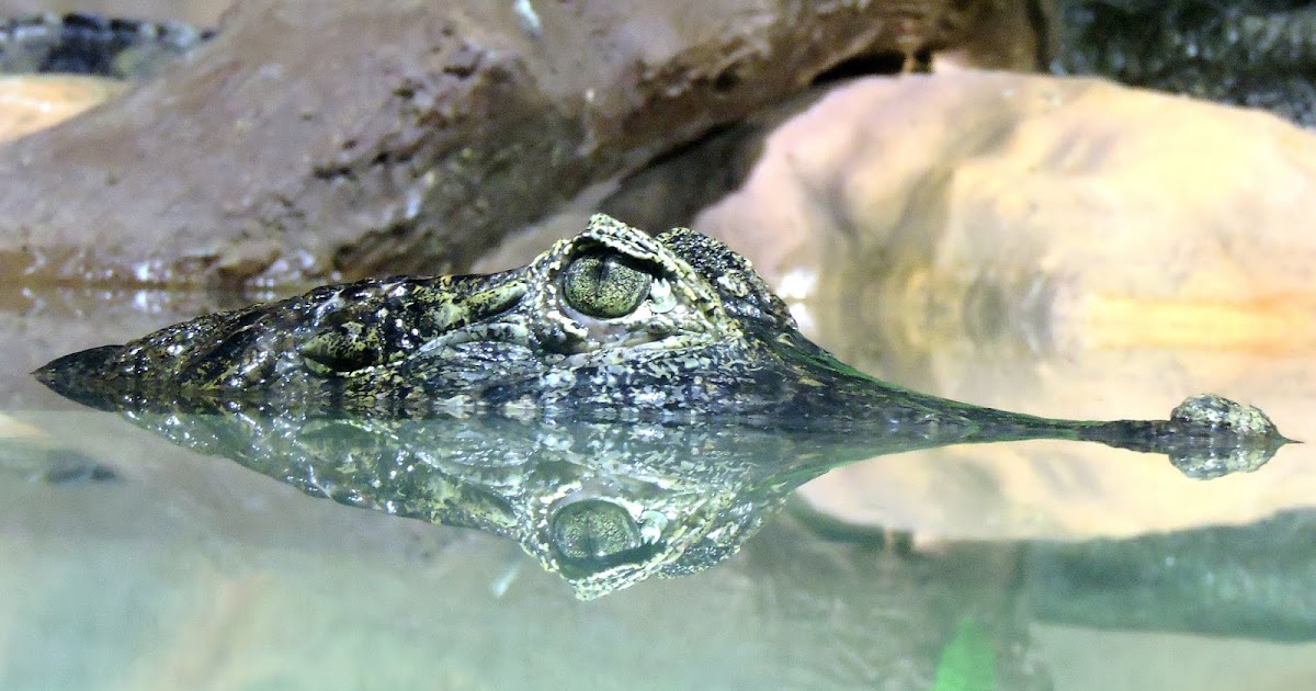 Why do crocodiles cry when they eat picture