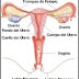 El Sistema reproductor femenino