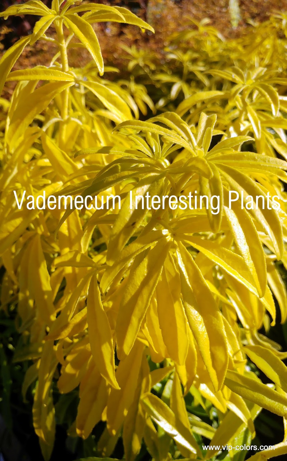 Vademecum Interesting Plants Choisya Ternata Choisia