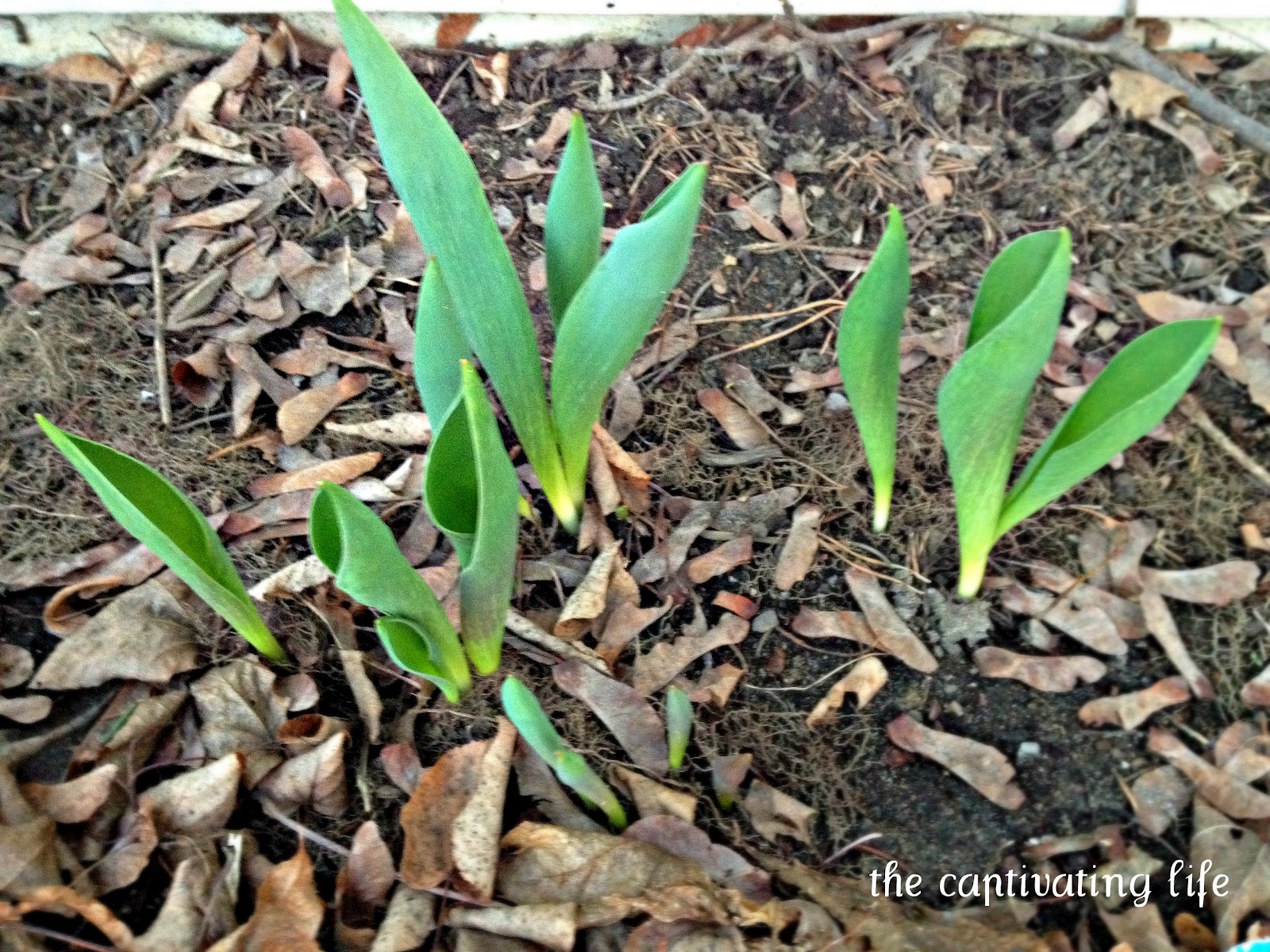 The Captivating Life I Heart Tulips!