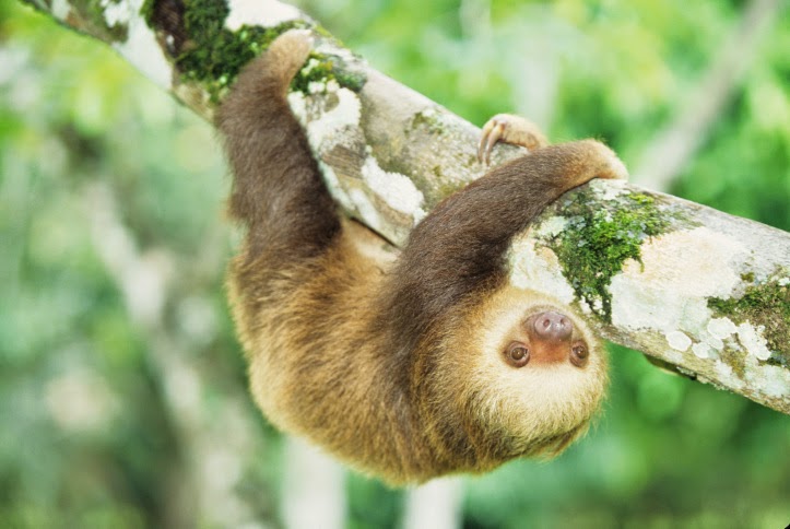 Amazon Rainforest Animals : The Three-Toed Sloth ~ Amazon Rainforest