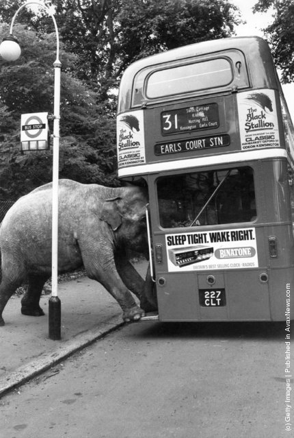 Old+&+Funny+Photos+of+Elephants+(7).jpeg