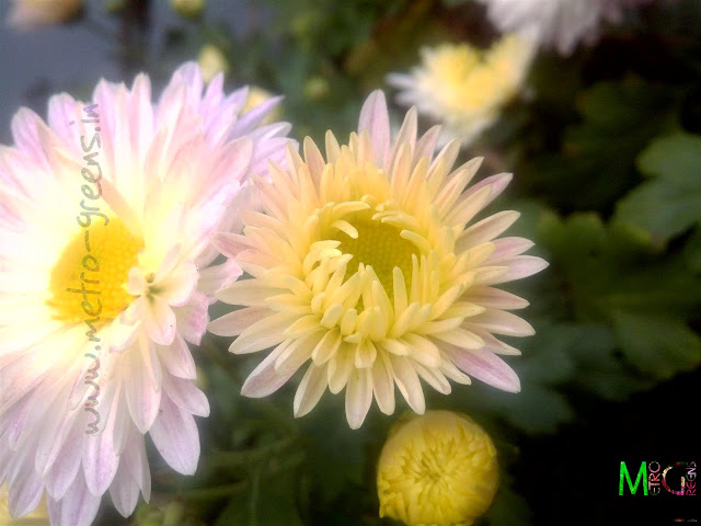 Metro Greens: White Chrysanthemum