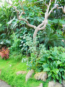 Centennial Park Conservatory tropical house bed  by garden muses-not another Toronto gardening blog