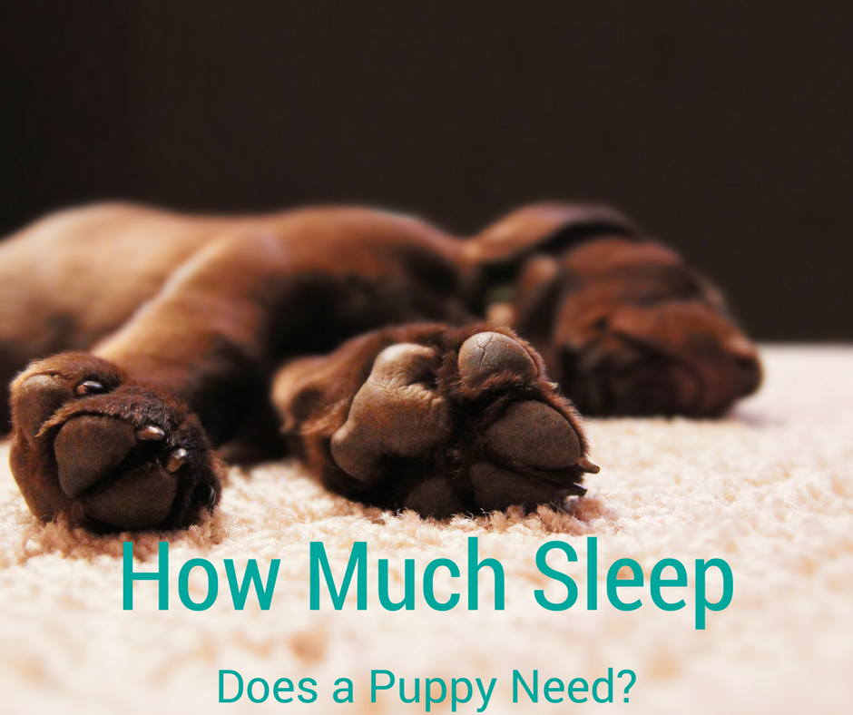 Bark City Doggy Daycare How Much Sleep Does a Puppy Need?