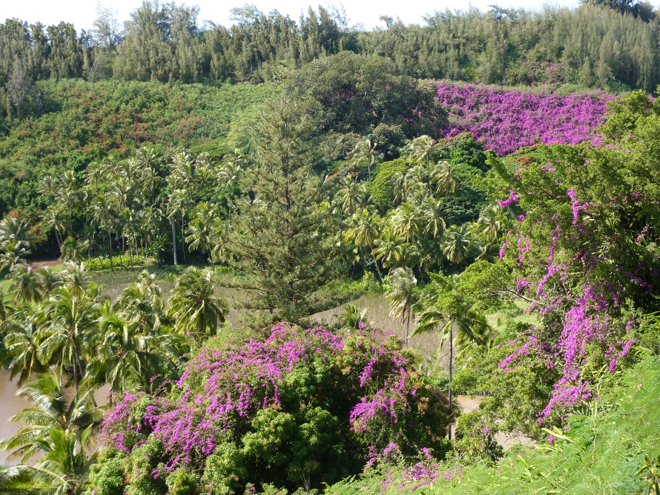 The Road Goes Ever On McBryde Garden/National Tropical Botanical Garden