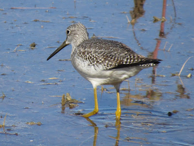 Colusa National Wildlife Refuge California