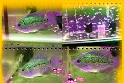 Cara Pemijahan dan Pemeliharaan Larva Ikan Louhan