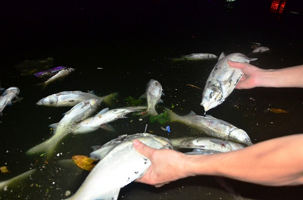 Hà Nội: Cá chết trắng bên hồ Hoàng Cầu - Ảnh 4 Ha Noi: Ca chet trang ben ho Hoang Cau - Anh 4