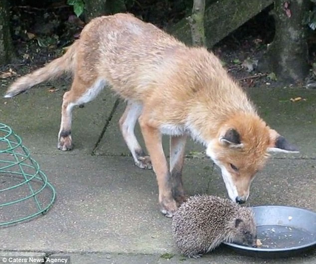 White Wolf Housewife films the moment a fox joins a hedgehog for dinner