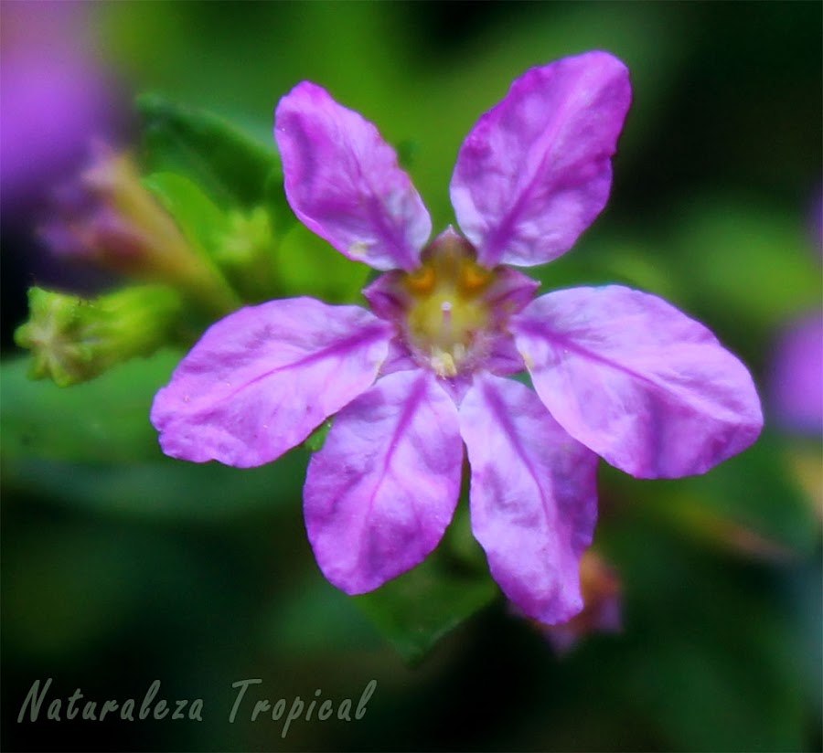 Flor característica de la Cufea o Trueno de Venus, Cuphea hyssopifolia (vista de cerca)