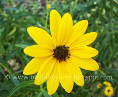 yellow flower-photography