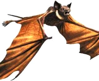 Murciélago Dibujo de murciélago en pleno vuelo