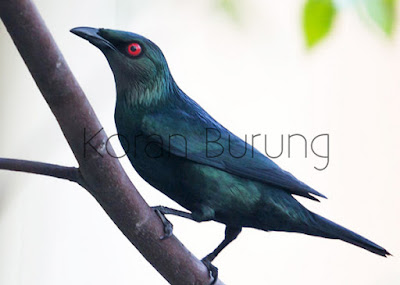 Mengenal Burung Perling Kumbang Atau Camperling, Si Hitam Nan Elok yaitu spesies burung dari famili jalak Mengenal Burung Perling Kumbang Atau Camperling, Si Hitam Nan Elok