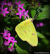 Cloudless Sulphur