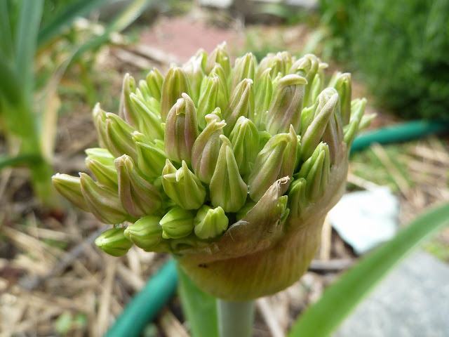 Allium flower buds, Brooklyn