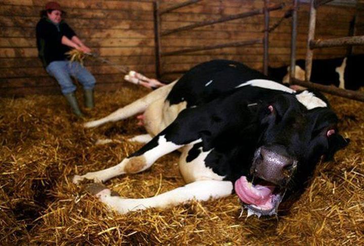vaca+gritando.jpg