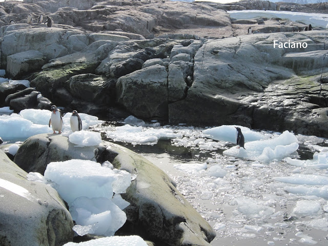 Antarctica南極,復活節島,法姿優乾洗頭乾洗髮