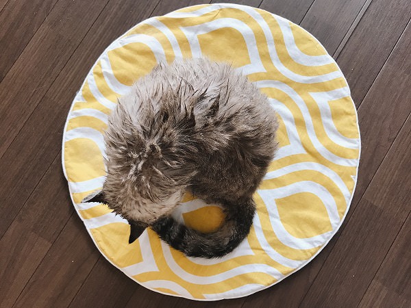 シャンプーされて毛がぼさぼさになっているシャムトラ猫
