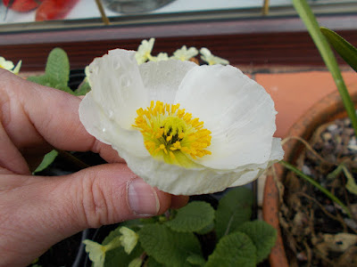 Papaver croceum Arctic poppy Change your garden - what can you add this year? Green Fingered Blog