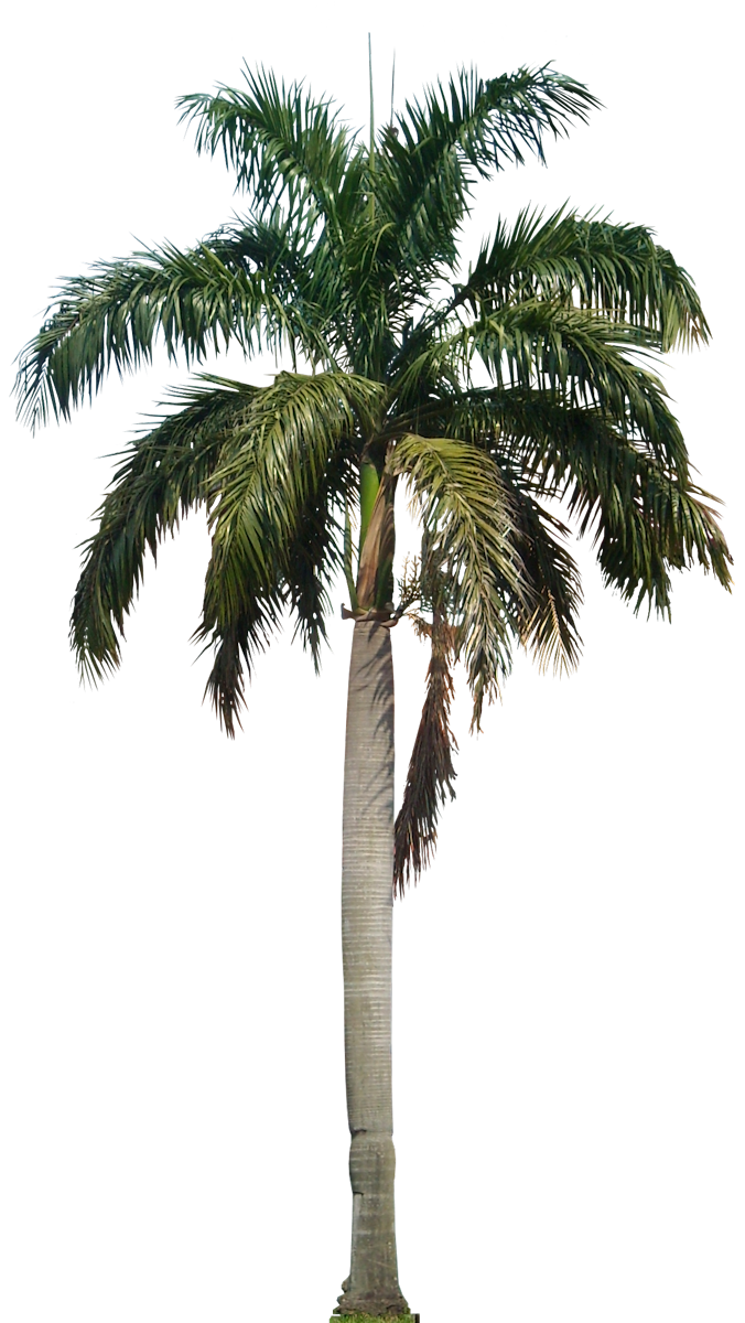 Tropical Plant Pictures: Roystonea Regia (Royal Palm)