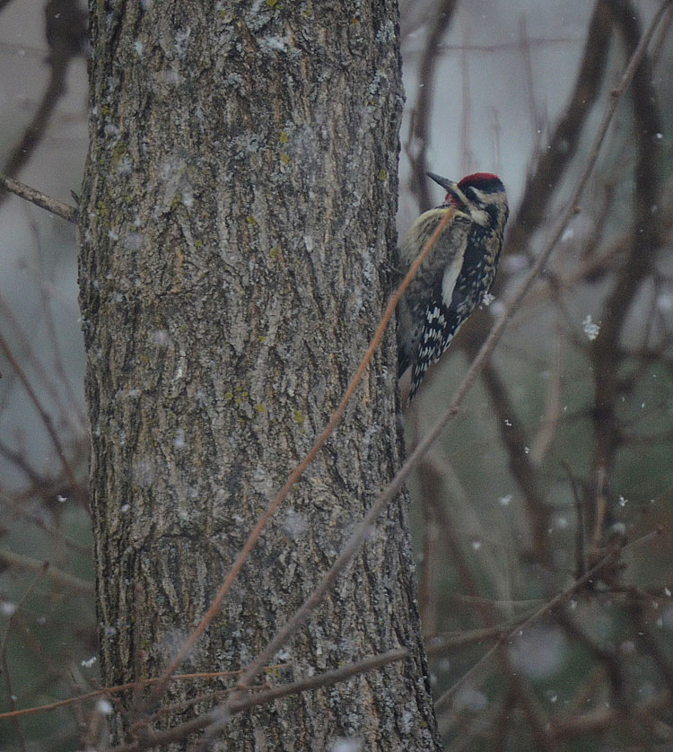A male Yellow-bellied Sapsucker climbs a mulberry tree. Snow is falling making this a lovely winter scene.