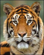Bengalski tigar download besplatne pozadine slike za mobitele