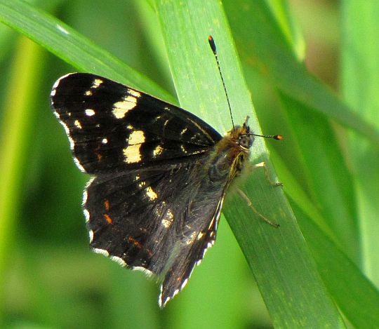 Rusałka kratkowiec, forma letnia (Araschnia levana f.prorosa).