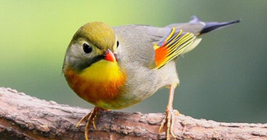 Download Suara Burung Robin Gacor Full Isian Untuk Masteran