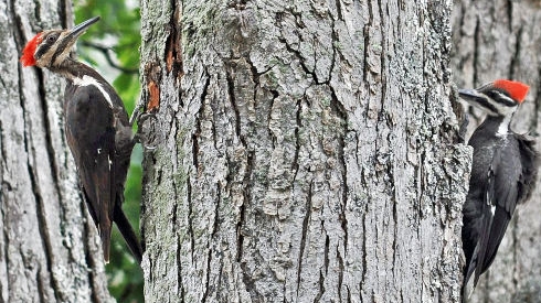 Fun Facts on Woodpeckers