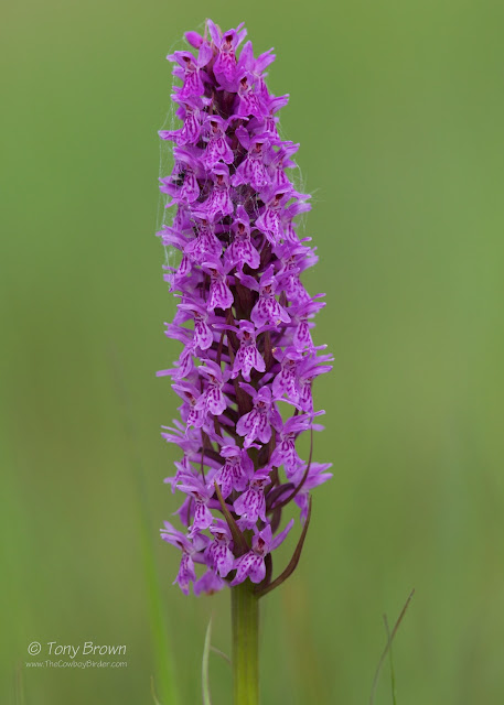 Orchids, Wildflowers, UK