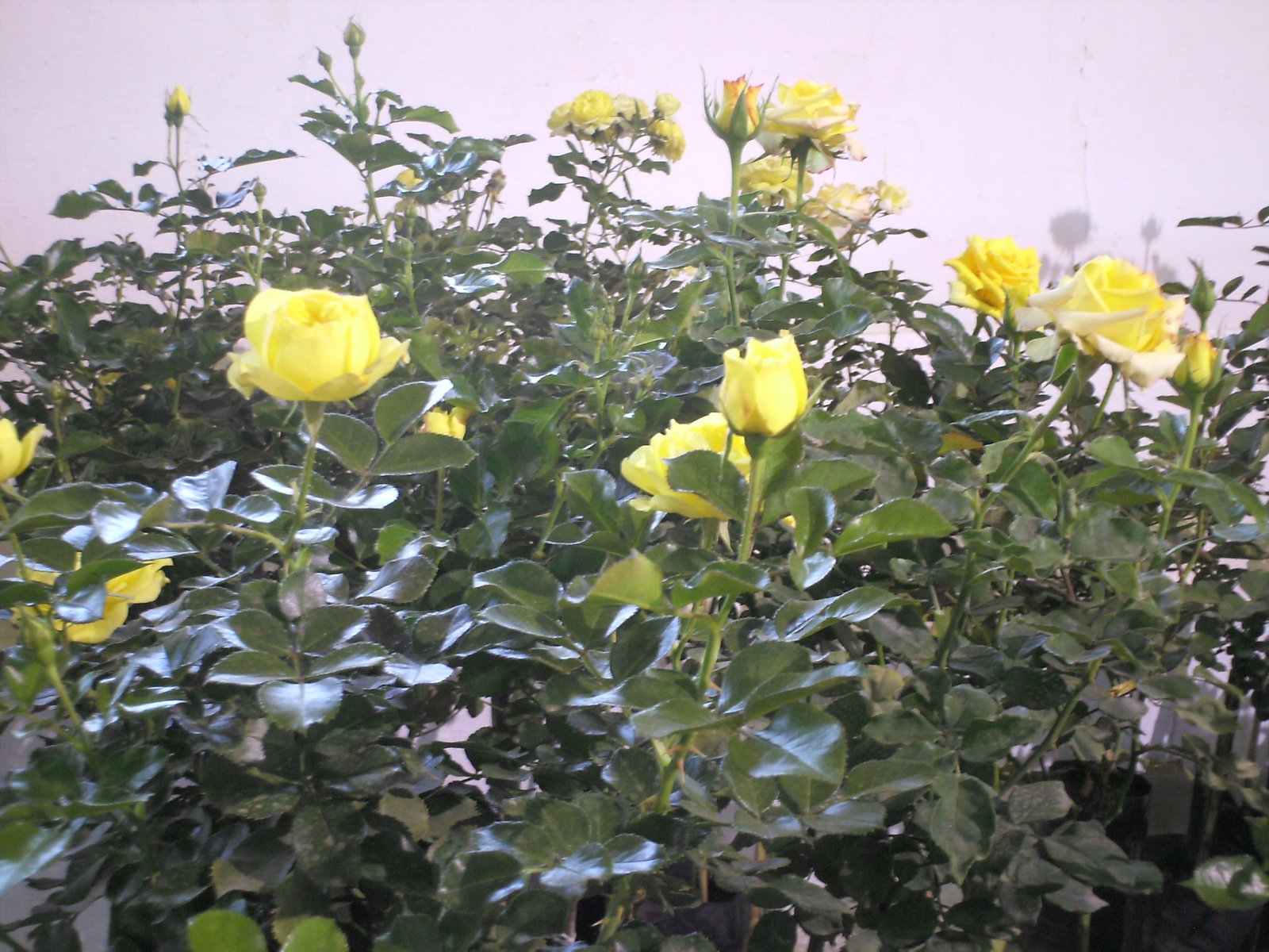 Barbacena, MG, Brasil : Rosas de Barbacena