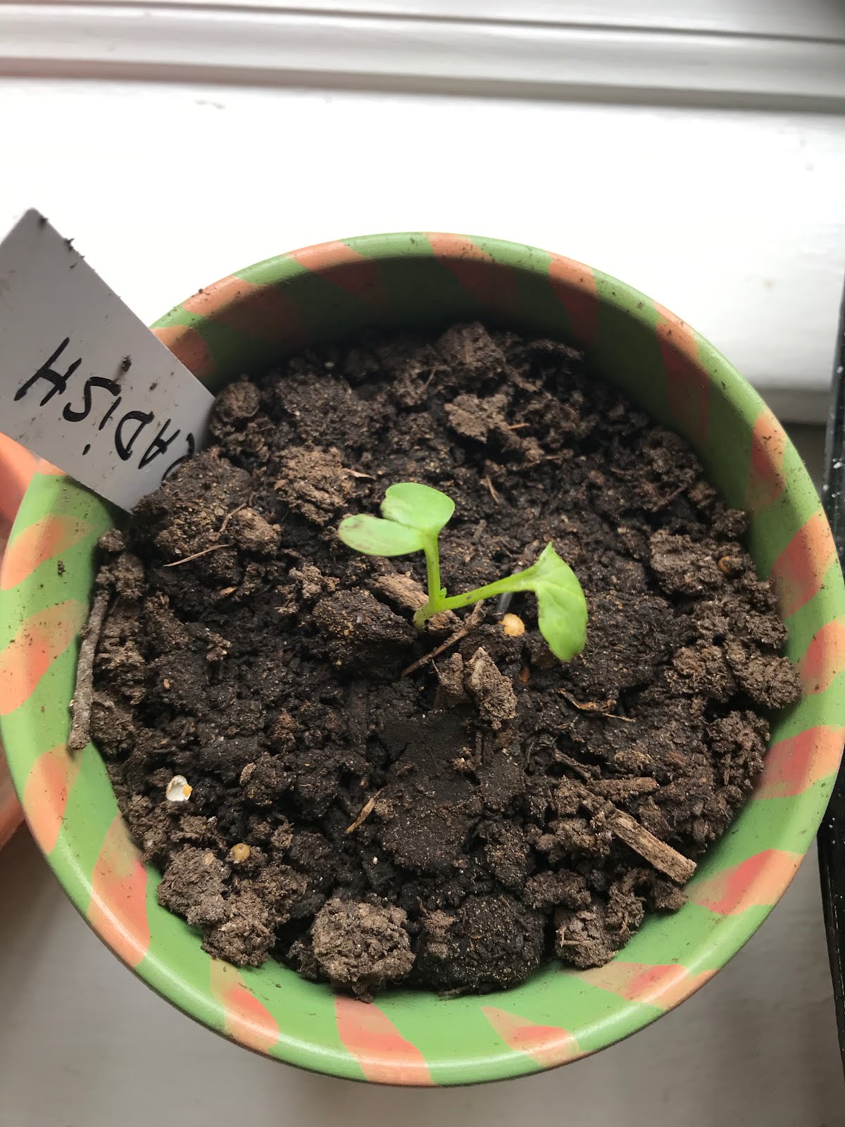 Transplanting Seedlings | Julie's Creative Lifestyle