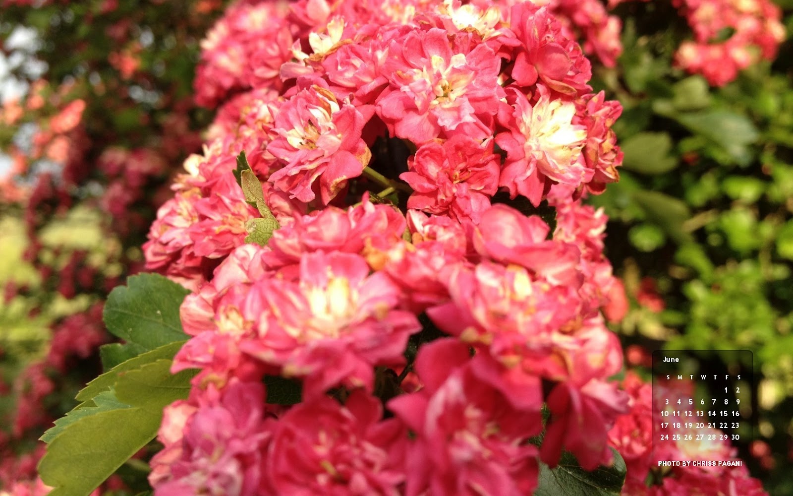 The Feral Life #Compassion Cats: June Cat Desktop Calendar Wallpaper