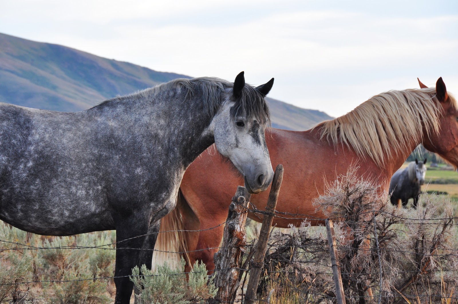 Nikon Sniper Nevada Horse Farm