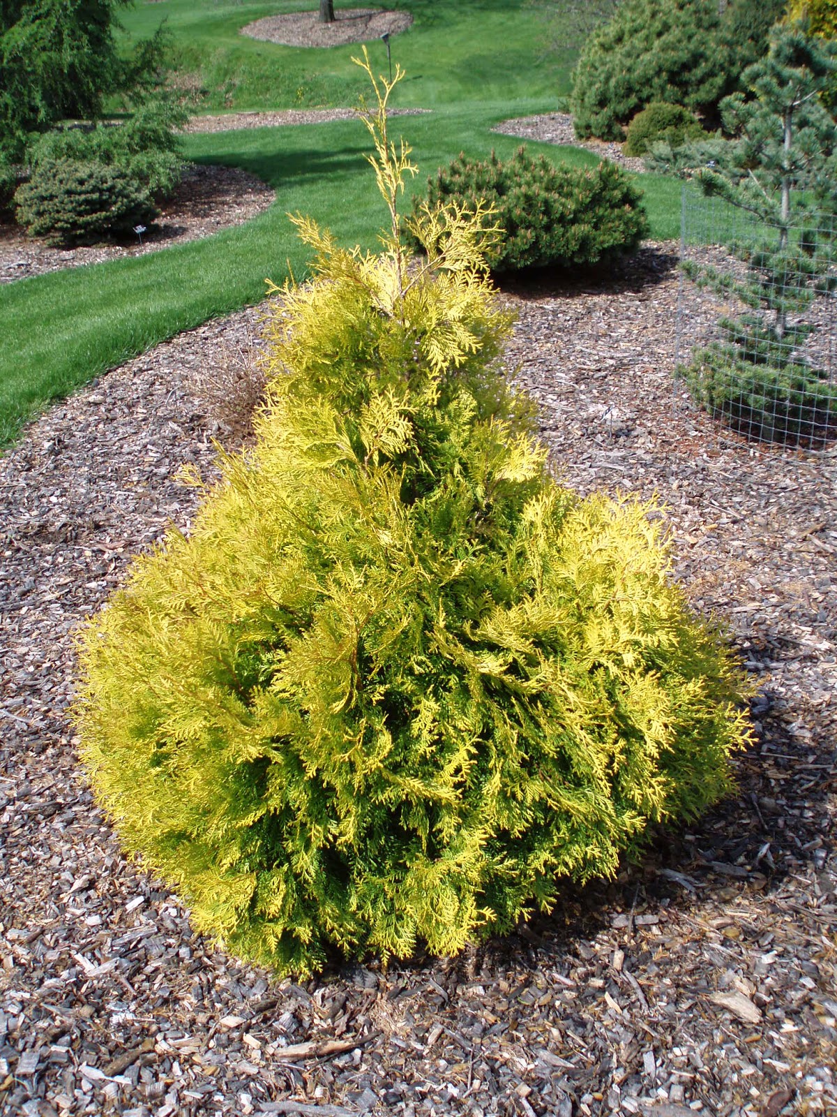 Rotary Botanical Gardens - Hort Blog: Golden Conifers in Winter