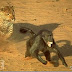Leopardo Mata Mãe Macaco, Arrepende-se e Cuida Da Cria.