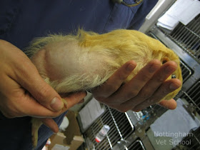 Guinea pig balding