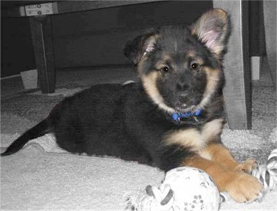 The German Shepherd: Husky German Shepherd Mix